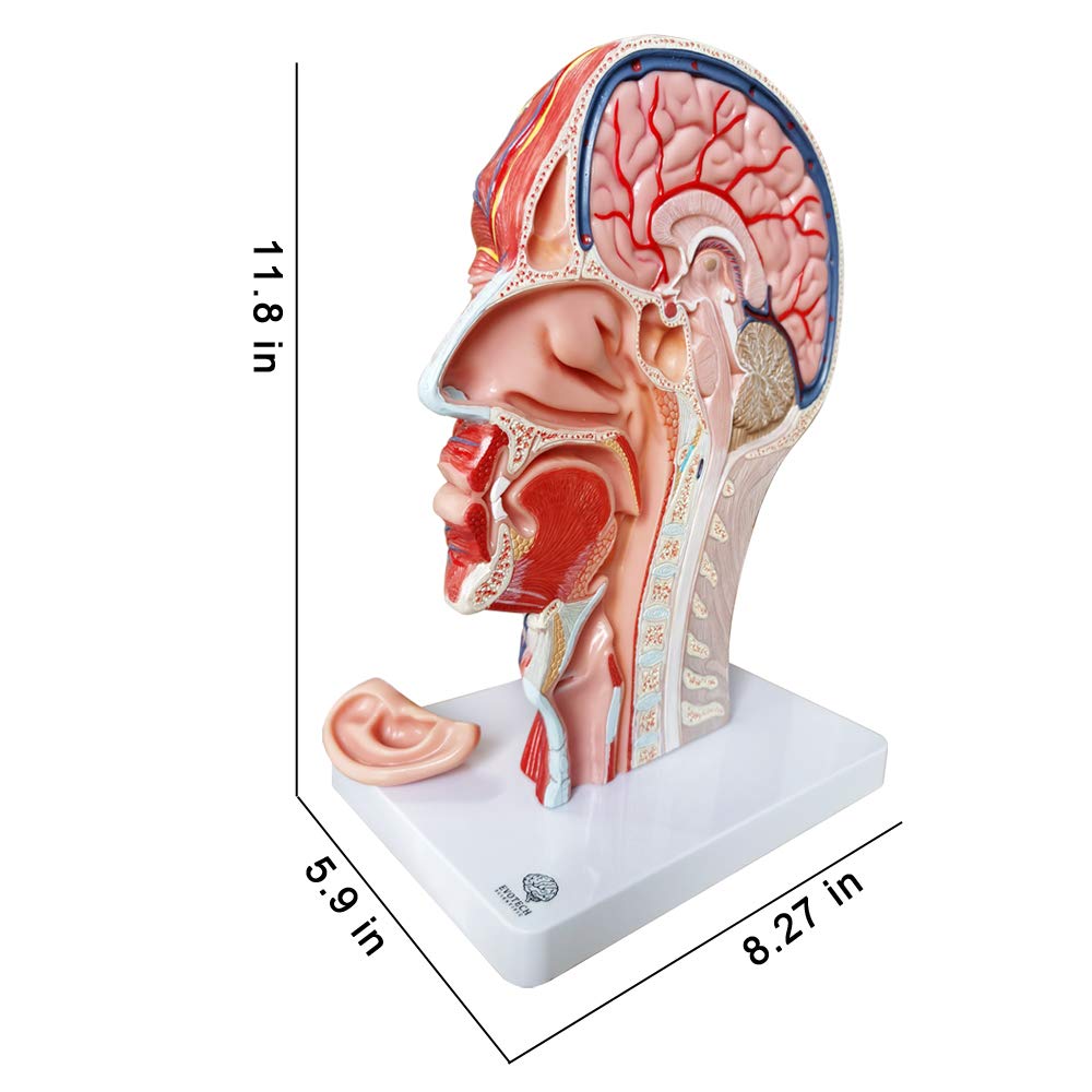 Human Half Head Superficial Neurovascular Model ... - Shein