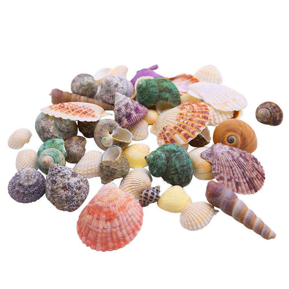 LoveInUSA Sea Shell Assortment, Sea Shells with Jar Mixed Natural Beach Decorative Seashells for DIY Home Gifts Crafting 50~70 PCS Valentine\'s Day Gifts