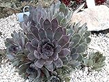Pacific Blue Ice Hens & Chicks - Sempervivum - Very Hardy - Quart Pot