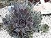 Pacific Blue Ice Hens & Chicks - Sempervivum - Very Hardy - Live Plant - Qt Pot
