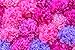 Tissue Paper (40x30)
