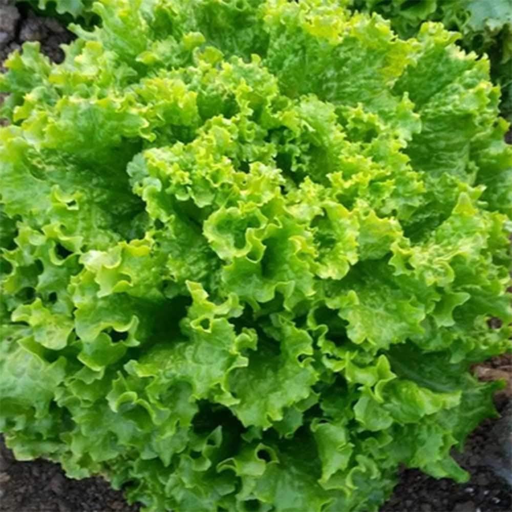 Organic Concept Green Summer Crisp Lettuce,1000 Vegetable Seeds,Lettuce Seeds Winter