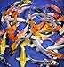 Blue Ridge Live Koi Fish Standard Fin – Garden Pond, Aquarium and Tank, Healthy and Bio-Secure – Grade AA (4-5 inches, Lot of 10 Fish)thumb 3