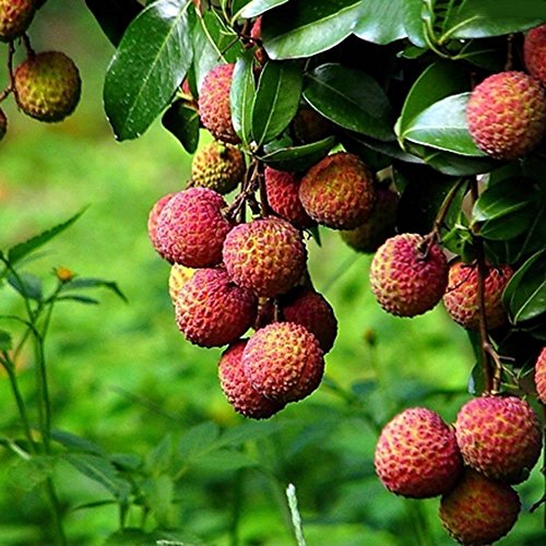 Taloyer 10pcs Fresh Lychee Litchi Seeds Sweet Delicious Bonsai Fruit Seeds