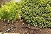 WATERHOOP Portable Water Sprinkler and Irrigation System - Easily Water Trees, Outdoor Plants, Flower Beds & Shrubs - Durable, Adjustable, & Lasts Longer Than a Soaker Hose, Small