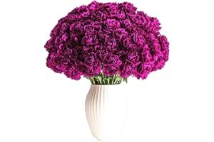 GlobalRose 100 Purple Carnation Flowers - Responsibly Sourced Carnations Fresh Flowers - Hand-Picked Fresh Bouquet for Graduation, Anniversary, Birthday & Special Occasions (4 Bunches of 25 Stems)