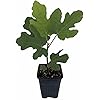 Chicago Edible Fig Plant - Ficus - Hardy - 4" Pot - The Hardiest Fig