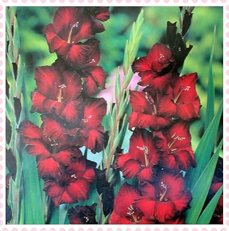 Amazon グラジオラス球根 春の園芸植物 花の球根 特に 屋外庭園園芸植物 25球根 2 花