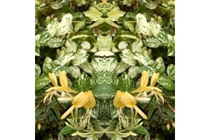 AVERAR Variegated Honeysuckle Live Plants for Planting in 4 Inc Pot, Climbing Honeysuckle Vine, Fragrant Honeysuckle Plant in Pot, Live Honeysuckle Plant