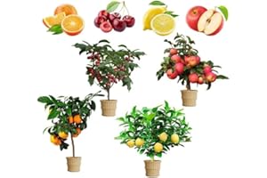 Mix Dwarf Bonsai Fruit Tree Seeds for Planting, Lemon Cherry Orange Apple Seeds, 4 Variety Individual Packs, Organic Heirloom