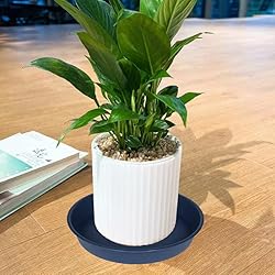 Bleuhome 2 Pack of 16 17 inch Plant Saucer