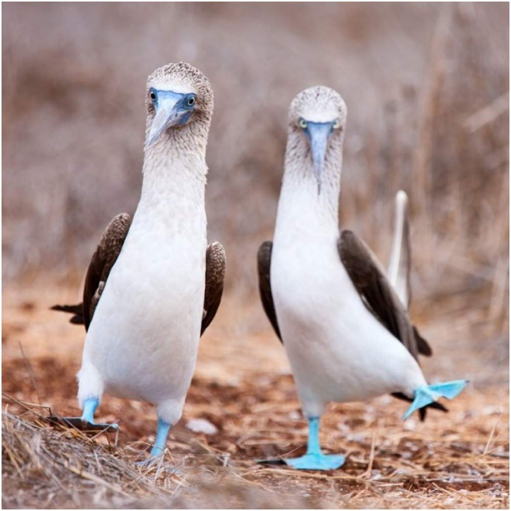 Blue Footed Booby Greeting Card with SOUND. Bird noise plays when you open this card. Blank on the inside making it perfect for many occasions and a unique gift idea.