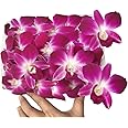 Fresh Orchid Flower OrchidClub USA Sunne Tropical Loose Bloom DIY Lei food drink decoration (50 PURPLE)