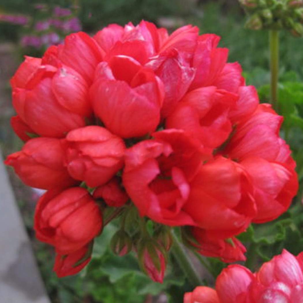 Gfone 10pcs Geranium Seeds Pelargonium Hortorum Flower Seeds Perennial Flowers Garden Potted Plants