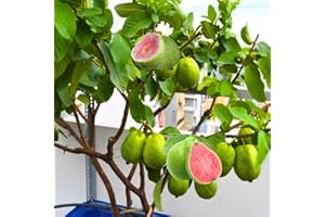 TANKDA Pink Guava Tree Live Plant, 5 to 9 Inc Tall, Well Rooted, 1 Year Old Guava Tree Seedling, Fragrant Guava for Planting, Cold Hardy