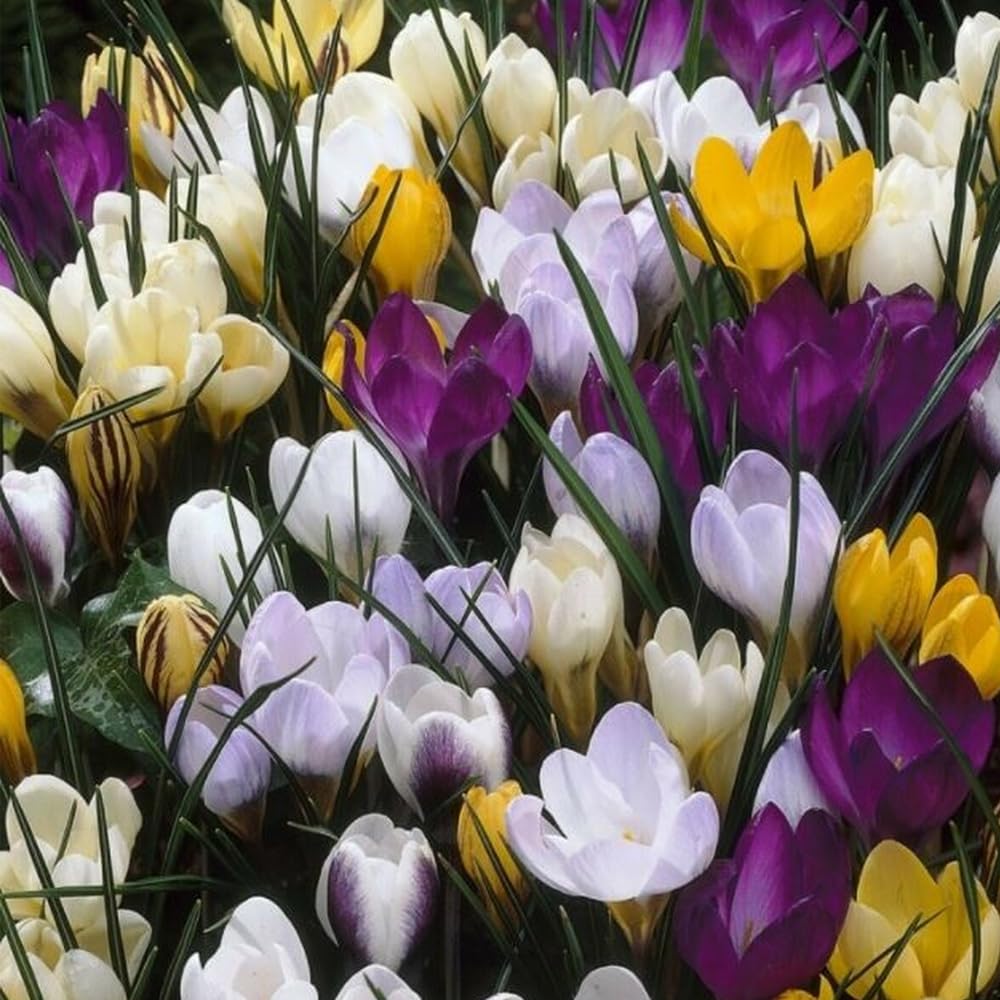 30 x Crocus Botanical Mixed – Perennial – Hearty Mixture of Multi-Coloured Crocus – for Your Beautiful Garden