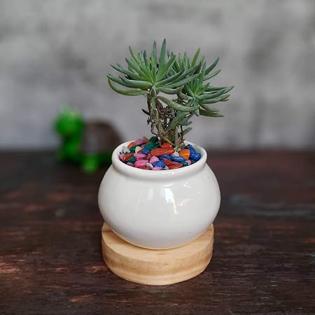 SHREE ENTERPRISES Ceramic Pots for Indoor Plants (L: 8.5 , W: 8.5 , H: 7 cm, White)