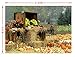 LB 7x5ft Vinyl Rustic Fall Thanksgiving Backdrop for Photography Vintage Farm with Pumpkin Background Autumn Harvest Backdrop for Photoshoot, Event Portrait Photo Booth Props