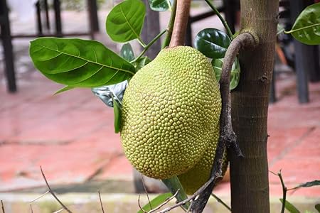 Arlo Gardens High Delicious Jack Fruit Seeds 
