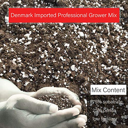 2 Organic+Succulent+Cactus+Draining+Pre+Mixed