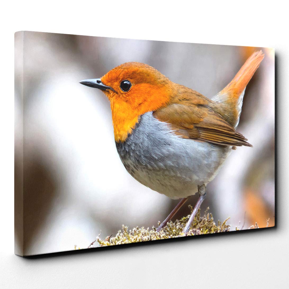 Robin Bird Canvas Print | Gallery Wrapped 30mm Frame Wall Art | 20x14 inches | Ready to Hang | Modern Animals Picture | Living Room Bedroom Lounge Office