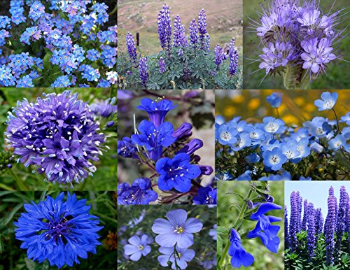 Bamboo Cove Farm Seeds Annuals & Perennials 