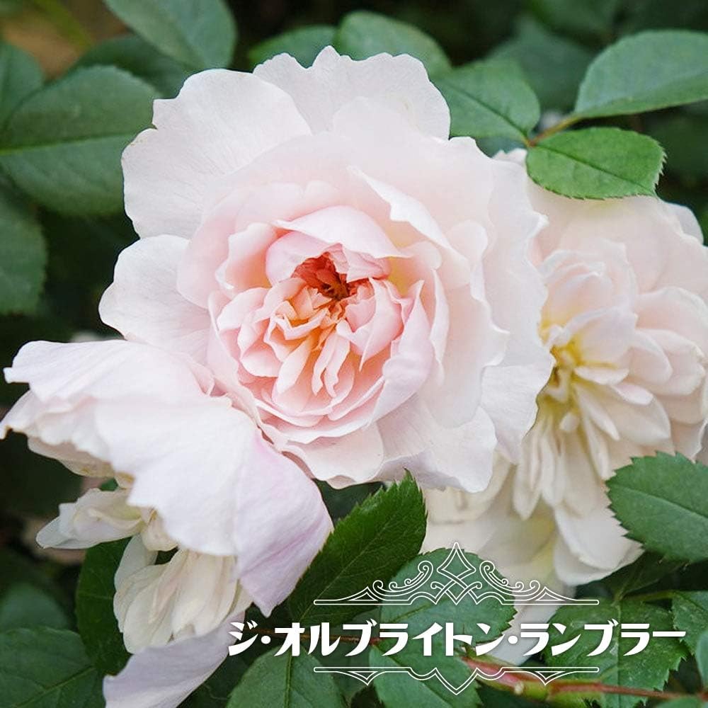 Amazon Co Jp バラ苗 ジ オルブライトン ランブラー イングリッシュローズ 6号ポット 大苗 強健 バラ 苗 Diy Tools Garden