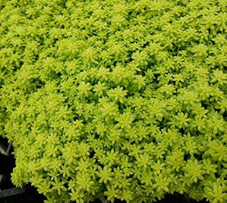 Amazon サンガーデン セダム苗 ゴールデンカーペット 10 5cmポット 1ポット Diy 工具 ガーデン