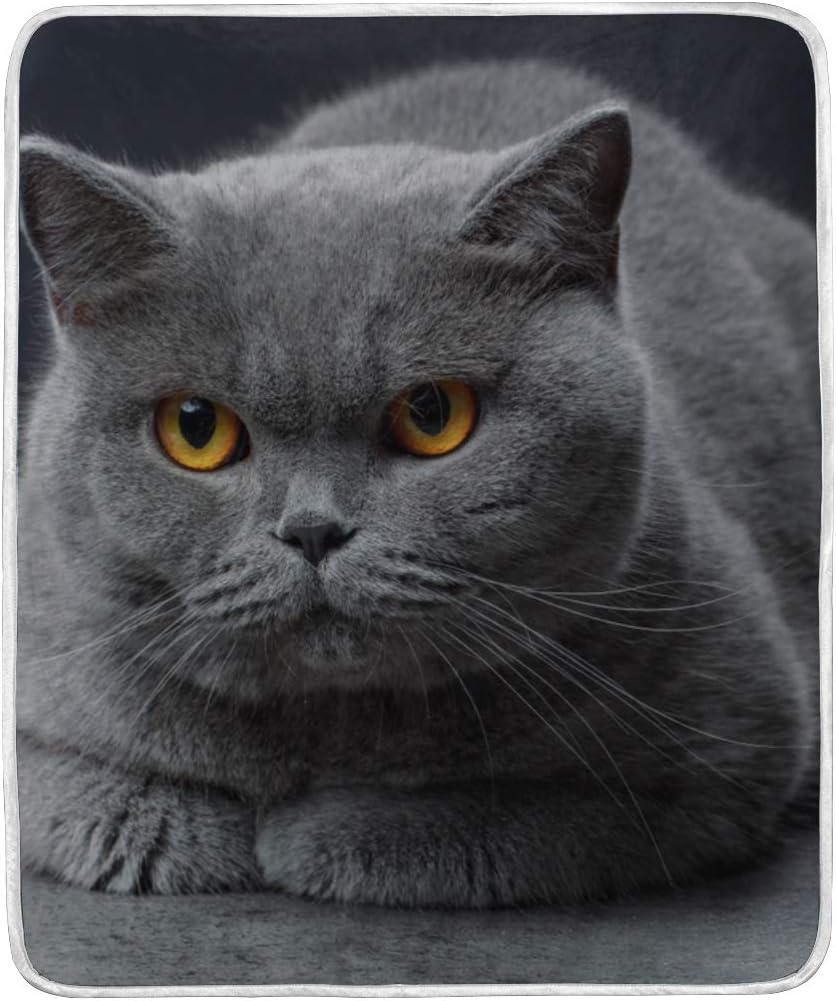 british shorthair available adults