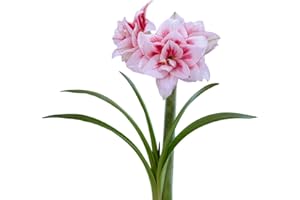 Easy to Grow Amaryllis Elvas 1 Plant Bulb - White & Red Double Flowers for Indoor Holiday & Outdoor Zones 9-11