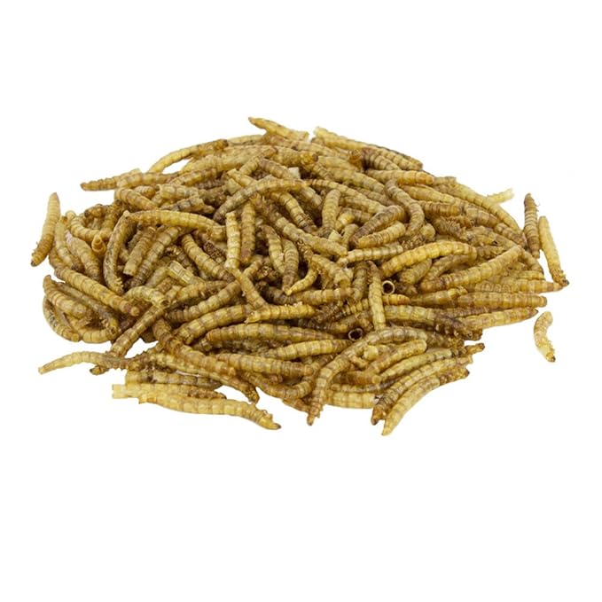 Rinderohr - Mehlwürmer 1kg