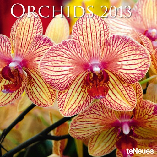 2013 Orchids Wall Calendar