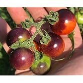 Blue Berries Blueberries Cherry Heirloom Tomato Premium Seeds for Planting Packet