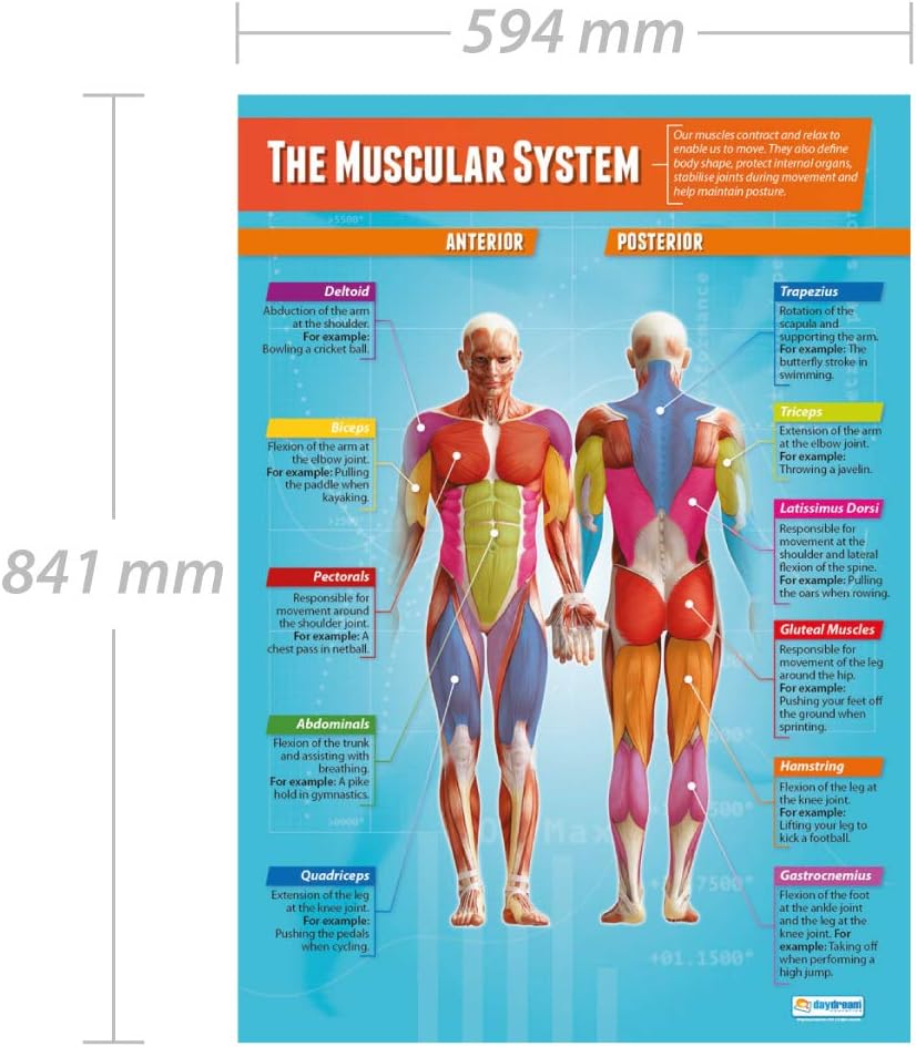 Daydream Education The Muscular System Poster, EXTRA LARGE, A1 (850mm x 594mm), Laminated - Image 3