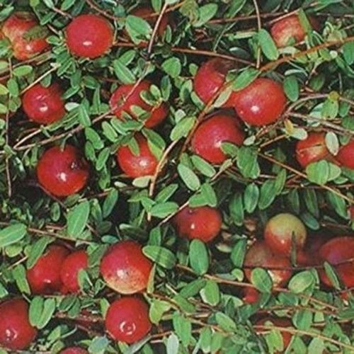 Bog Cranberry. 20 Seeds