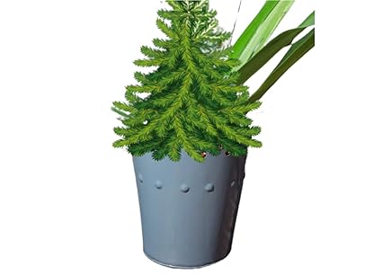 Doctor Jamal Brand Modern Design Durable Plastic Plant Pot for Gardening (Brown) Pack of: (2) ?????? ???? ?????? ?????? ?????? ????? ???? ??????? ??? ??????? (????) ?? ??? ???: (2) ????