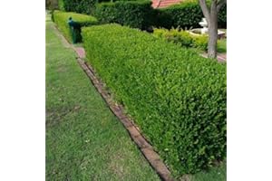 SVI Wintergreen Japanese Boxwood Hedge Seeds (Buxus microphylla) 20+Seeds (20+)