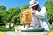 Raw Honey: Creamy Premium Farmers Market Quality. Big 1lb Double-Sealed Artisan Product, Original Green Lid Quality