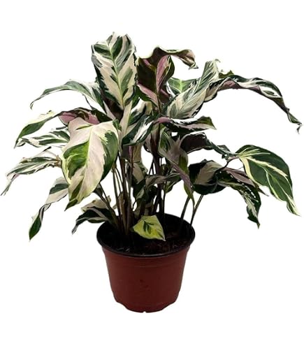 Amazon.com : Calathea 'Green Goddess' | Live Plant for Indoor & Outdoor |  for Living Room, Office, Bathroom | (4" Pot) : Patio, Lawn & Garden