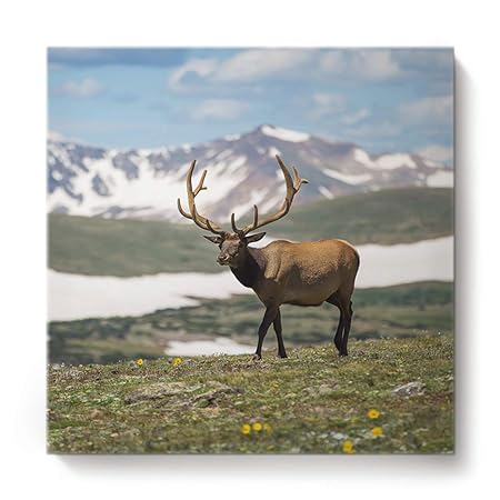 juntop Calcomanía de Pared de Baloncesto Calcomanía de Pared de ...