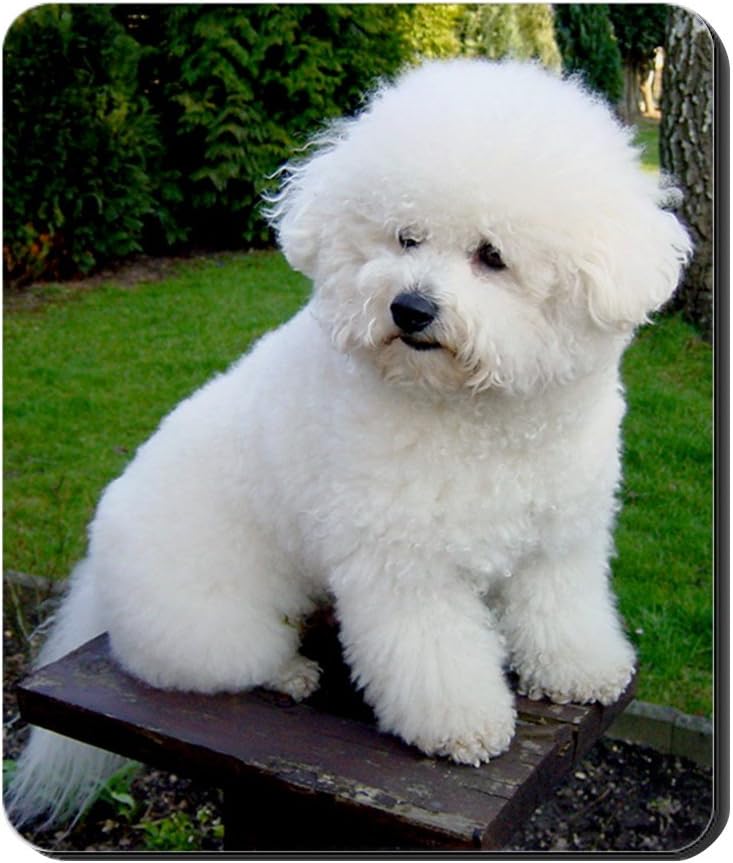 CafePress - Bichon-Frise-0043 - Non-slip Rubber Mousepad, Gaming Mouse Pad