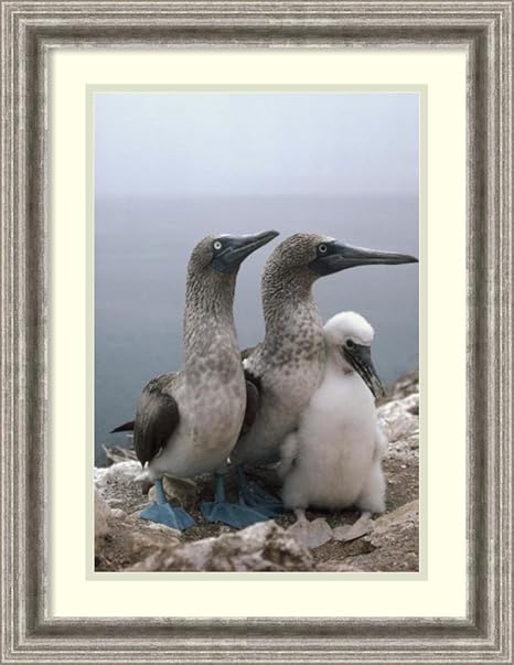 Amazon アートフレーム印刷 アオアシカツオドリペアwith Chick ガラパゴス諸島 エクアドル By Tui De Roy Size 18 X 24 Approx Matted グレー アートフレーム ポスター オンライン通販