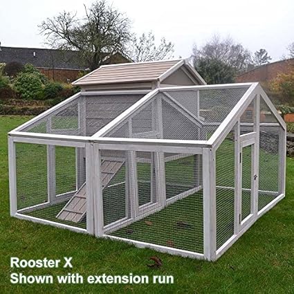 poulailler rooster x