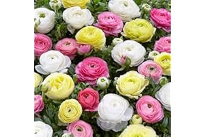 25 Pastel Mixed Ranunculus Bulbs Spring Planting - Buttercup Color Mix Value Bag - Plant in Gardens, Borders & Flowerbeds - Easy to Grow Flowers Bulbs by Willard & May