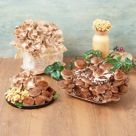 Amazon 栽培キット 3種類のきのこ食べ比べ イイハナ ドットコム 栽培キット オンライン通販