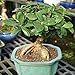 Brussel's Live Gensing Grafted Ficus Indoor Bonsai Tree - 4 Years Old; 6