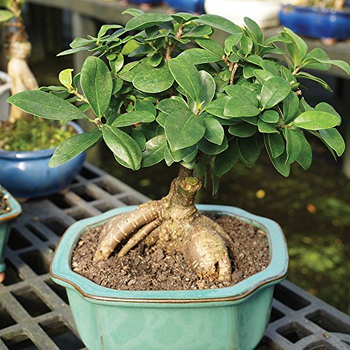 Brussel's Live Gensing Grafted Ficus Indoor Bonsai Tree 4 Years Old