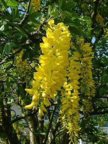 Golden Chain Tree - Laburnum Anagyroides - 25 seeds - Ornamental Tree
