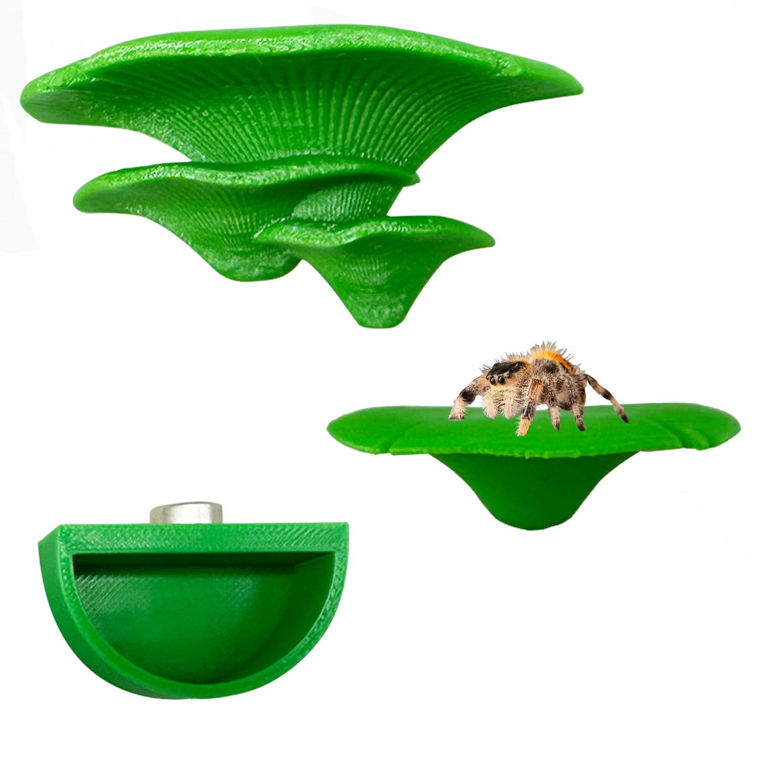 Heyshapeing Jumping Spider Mushroom Shelf - Magnetically Concealed Habitat & Enclosure Decor Accessories, Climbing, Feeding Platforms, and Decorative Green Shelves for Jumping Spiders (Green)