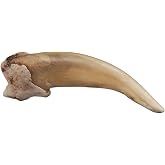 Skulls Unlimited Real American Badger Claw &ndash; Model Animals Educational Specimen for Science Education (4.5cm) Natural Bone Quality A